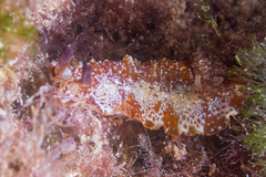 Aphelodoris