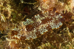 Aphelodoris