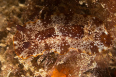 Aphelodoris