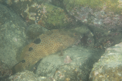 Epinephelus trimaculatus