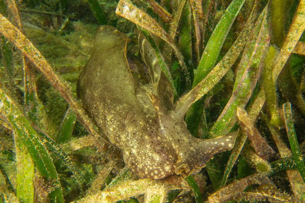 Reticulated sea hare