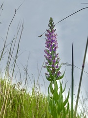 Brachycorythis pubescens