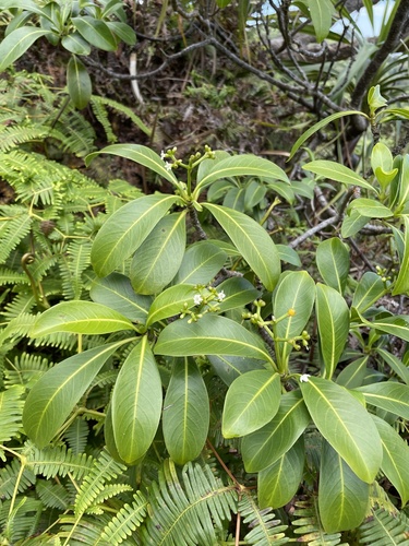 Psychotria mariniana observed 2022-02-27