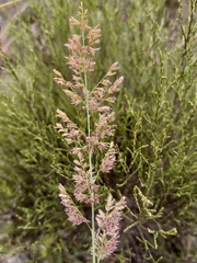 Eragrostis gummiflua