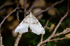 Chalastra pellurgata