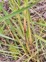Eragrostis gummiflua