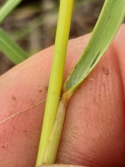 Eragrostis gummiflua