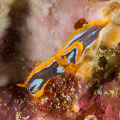 Chromodoris colemani