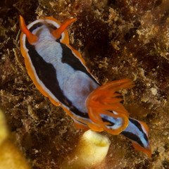 Chromodoris colemani