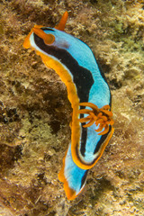 Chromodoris colemani