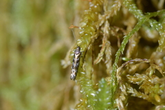 Chrysorthenches drosochalca