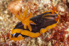 Chromodoris colemani