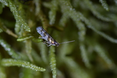 Chrysorthenches drosochalca