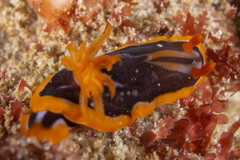 Chromodoris colemani