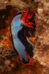 Chromodoris colemani