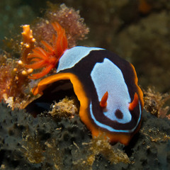 Chromodoris westraliensis