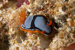Chromodoris westraliensis