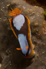 Chromodoris westraliensis