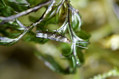 Chrysorthenches drosochalca