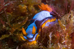 Chromodoris westraliensis