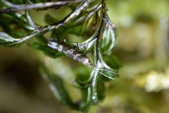 Chrysorthenches drosochalca