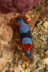 Chromodoris westraliensis