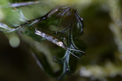 Chrysorthenches drosochalca