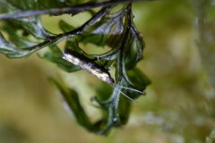 Chrysorthenches drosochalca