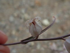 Streptanthus glandulosus albidus