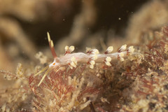 Cratena lineata