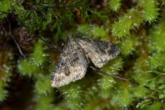 Hydriomena hemizona