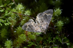 Hydriomena hemizona