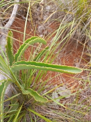 Kalanchoe brachyloba