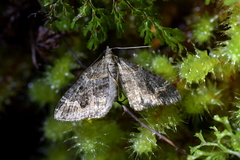 Hydriomena hemizona