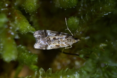Eudonia characta