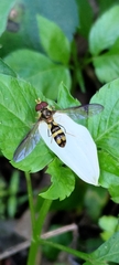 Episyrphus arcifer