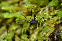 Pantopsalis cheliferoides