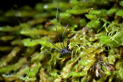 Pantopsalis cheliferoides