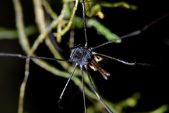 Pantopsalis cheliferoides
