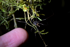 Pantopsalis cheliferoides