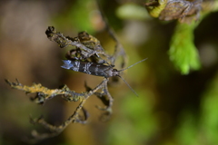 Chrysorthenches drosochalca