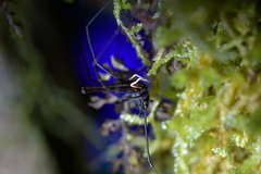 Pantopsalis cheliferoides