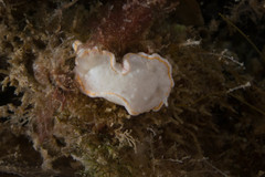 Diaphorodoris