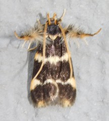 Dragmatucha proaula