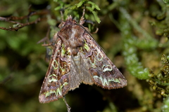 Ichneutica chlorodonta