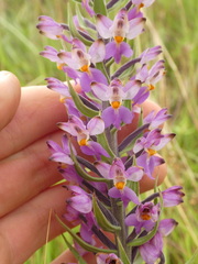 Brachycorythis pubescens