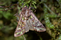 Ichneutica chlorodonta