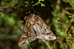 Ichneutica chlorodonta