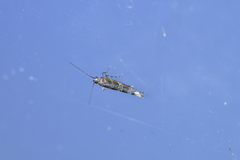 Chrysorthenches drosochalca