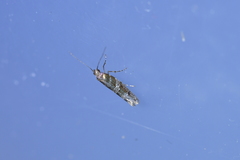 Chrysorthenches drosochalca